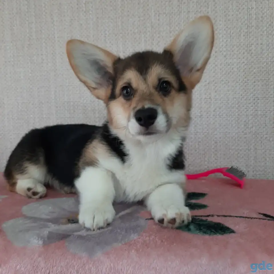 Девочка вельш корги пемброк, фотография 3