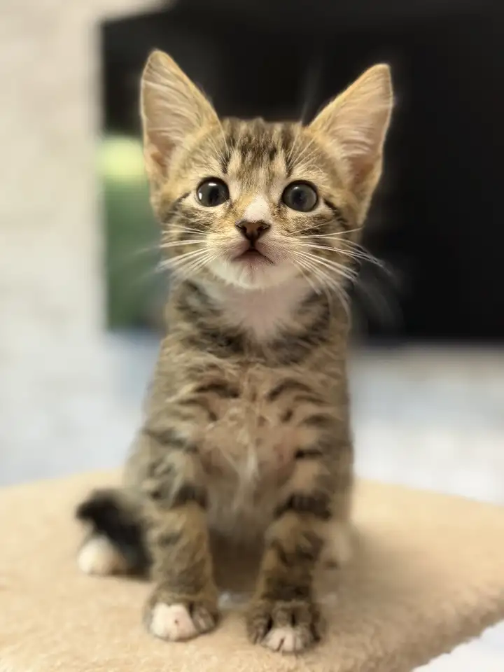 Котята-тигрята в добрые руки., фотография 2