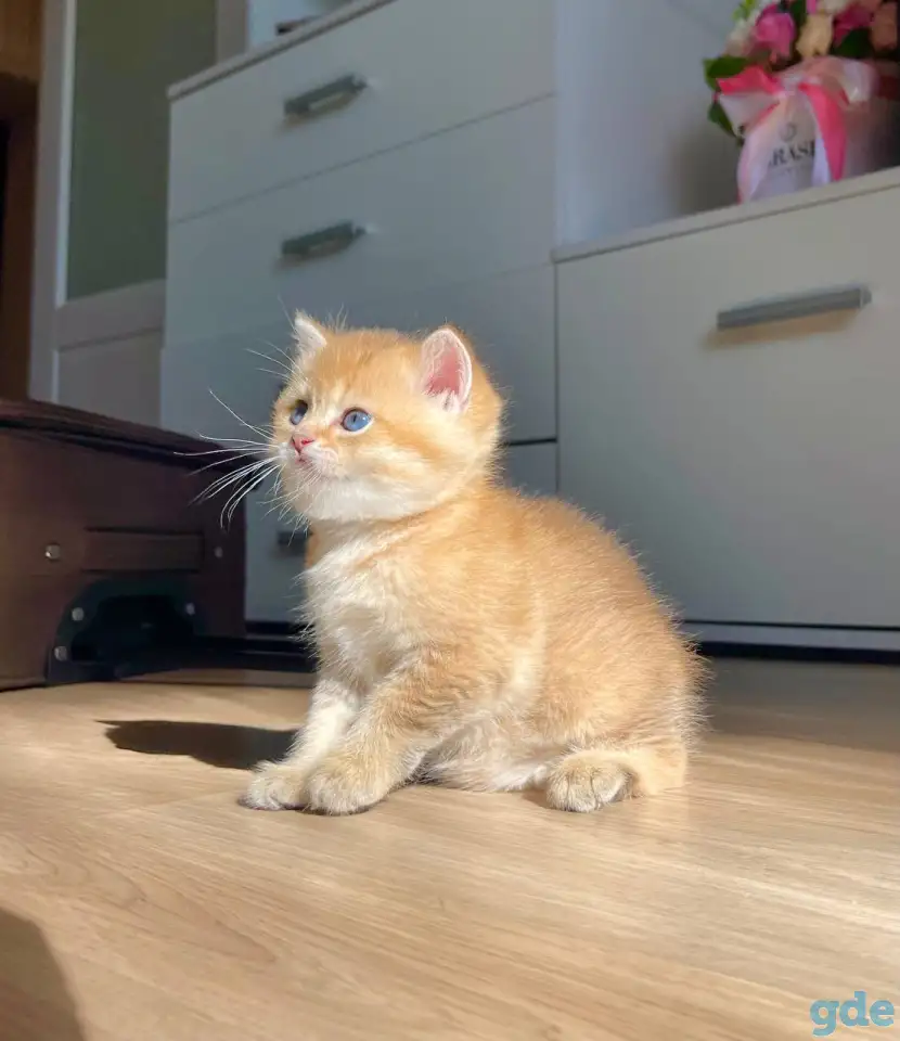 ЗОЛОТАЯ ШИНШИЛЛА шотландские котята, фотография 4