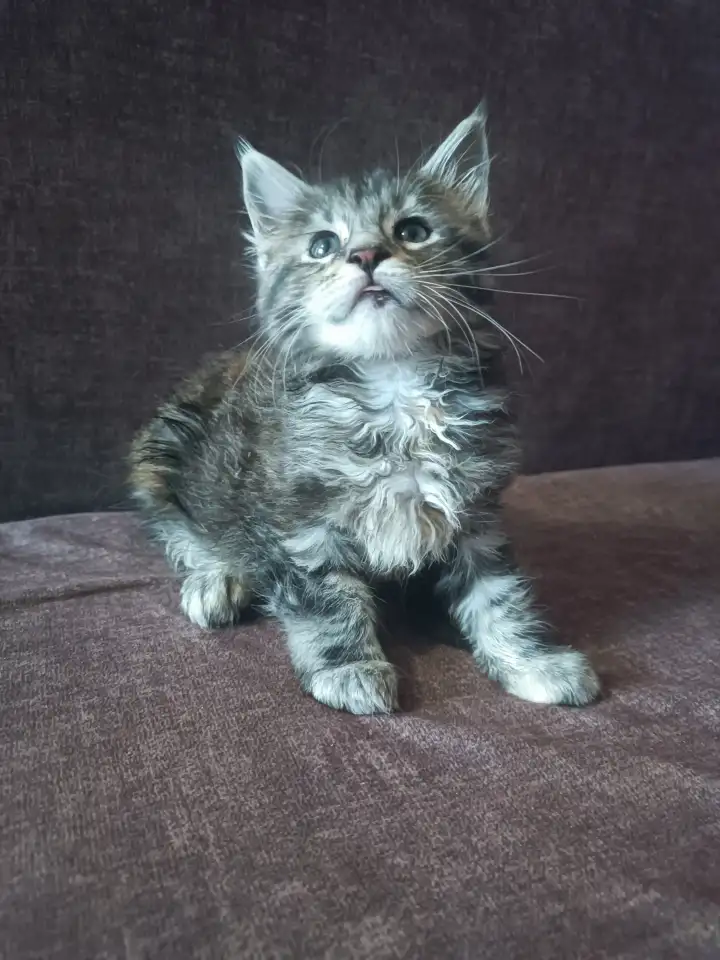 Котята мейн-кун, фотография 4