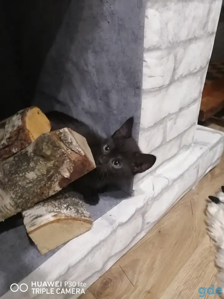 Черные котята в дар, фотография 3