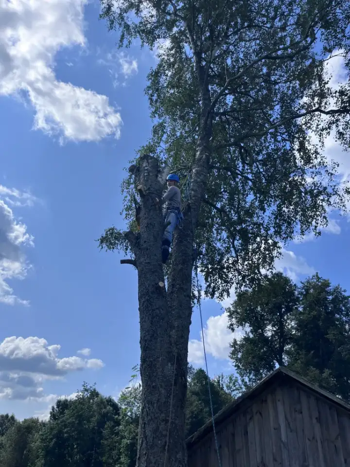 Ищу работу, спил аварийных деревьев, фотография 1