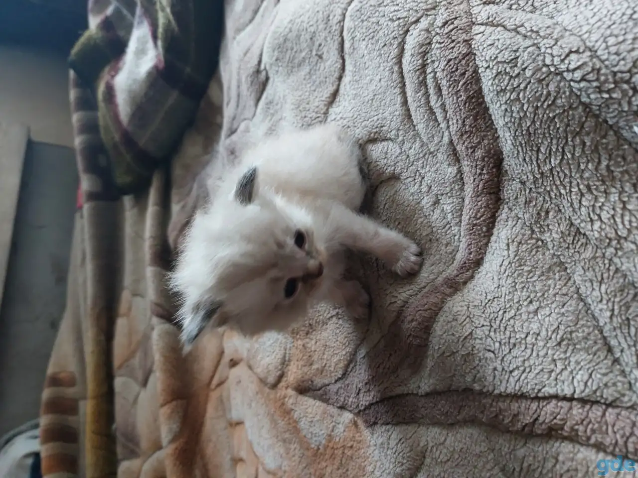 Котята в дар, фотография 4