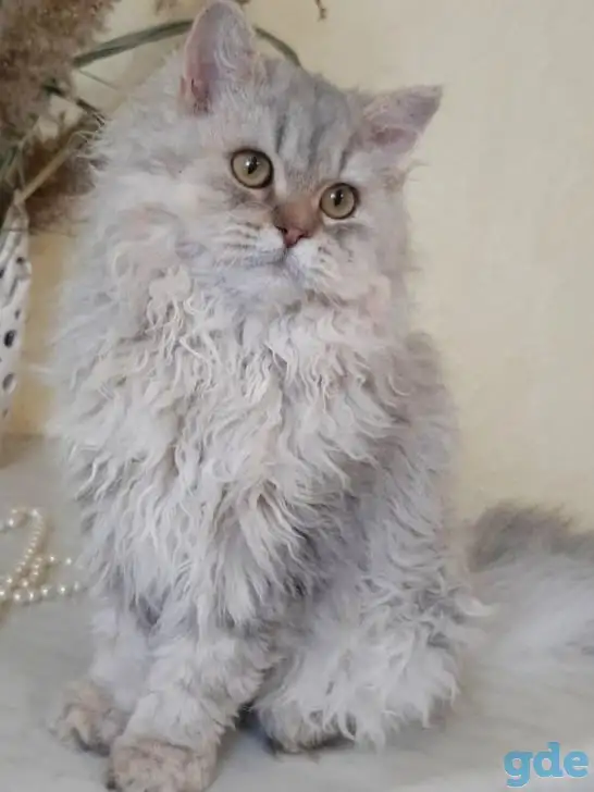 Котенок Селкирк рекс, фотография 3