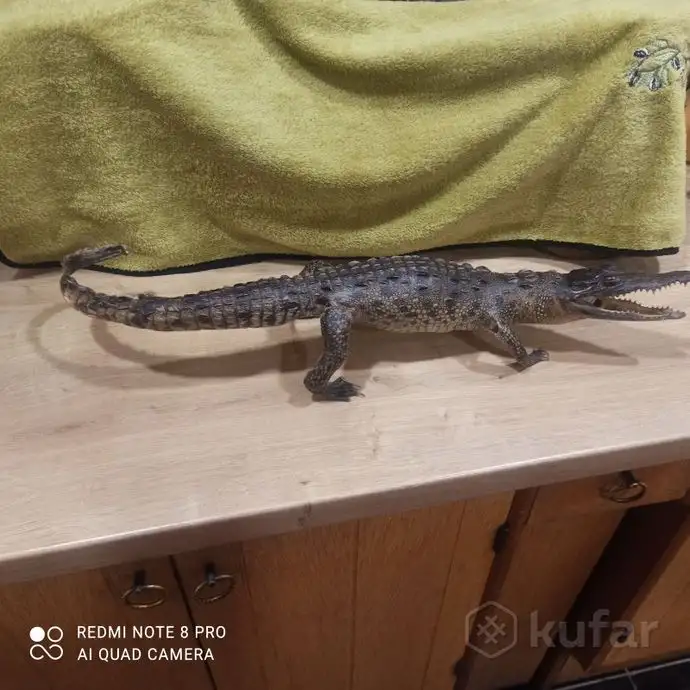 Чучело Крокодила. С Кубы Оригинал!, фотография 1