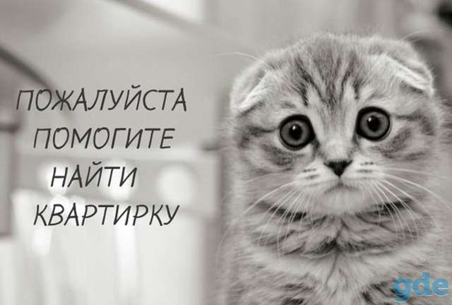 Сниму, фотография 1