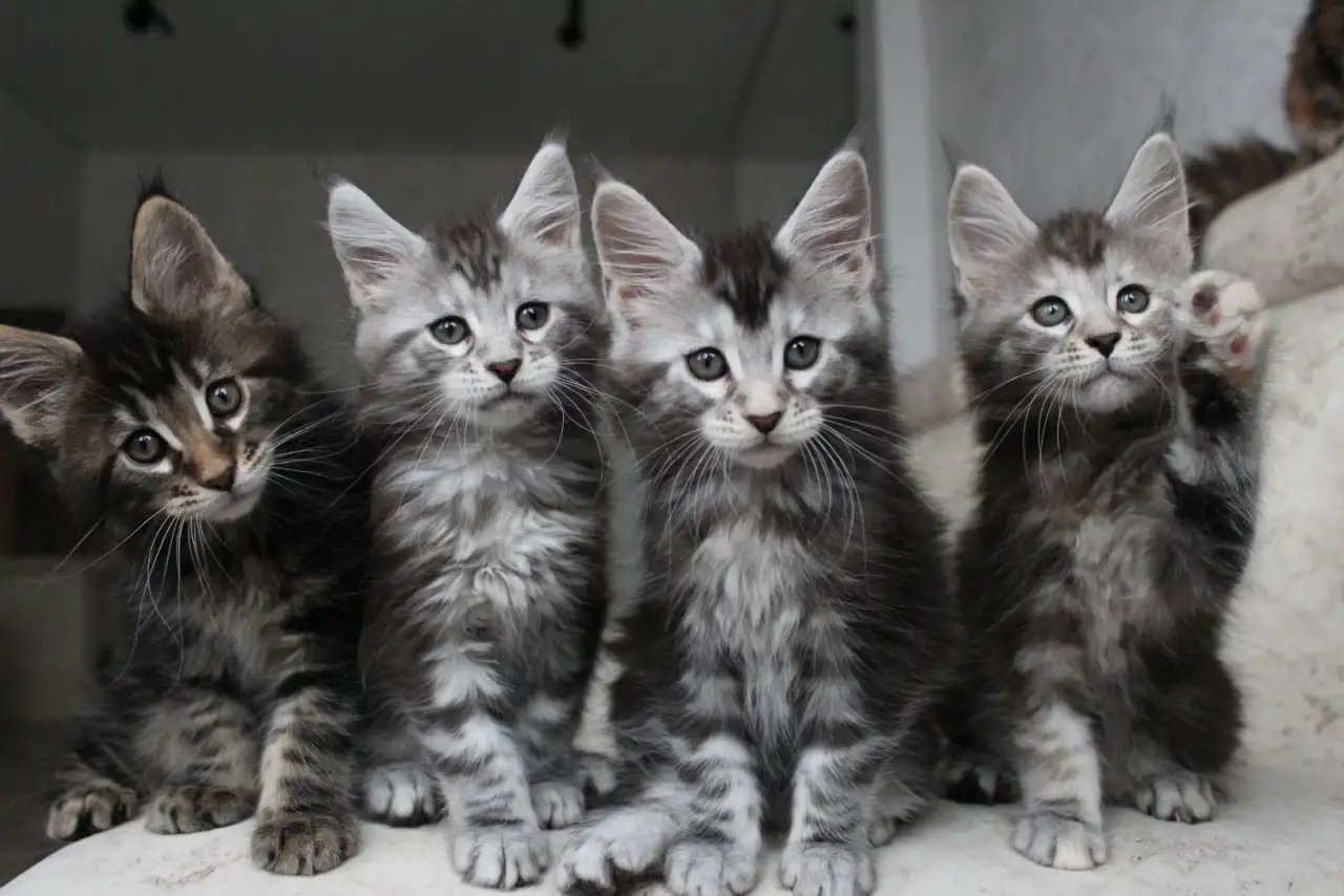 Мейн кун котята!, фотография 2