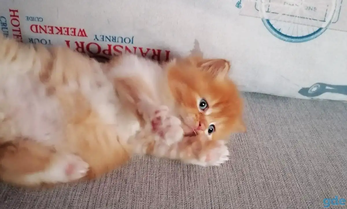 Персидские котята, фотография 2