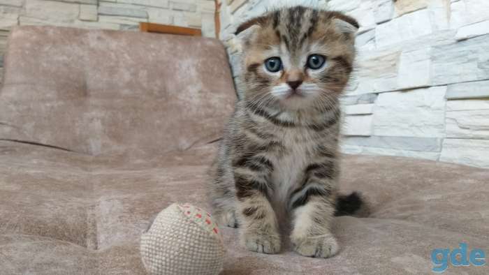 Шотландские котята, фотография 7
