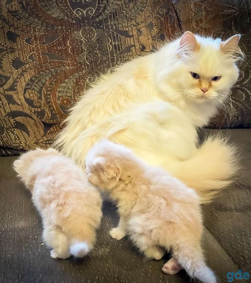 Котята, фотография 5