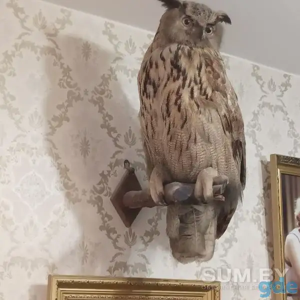 продам чучело филина, фотография 1