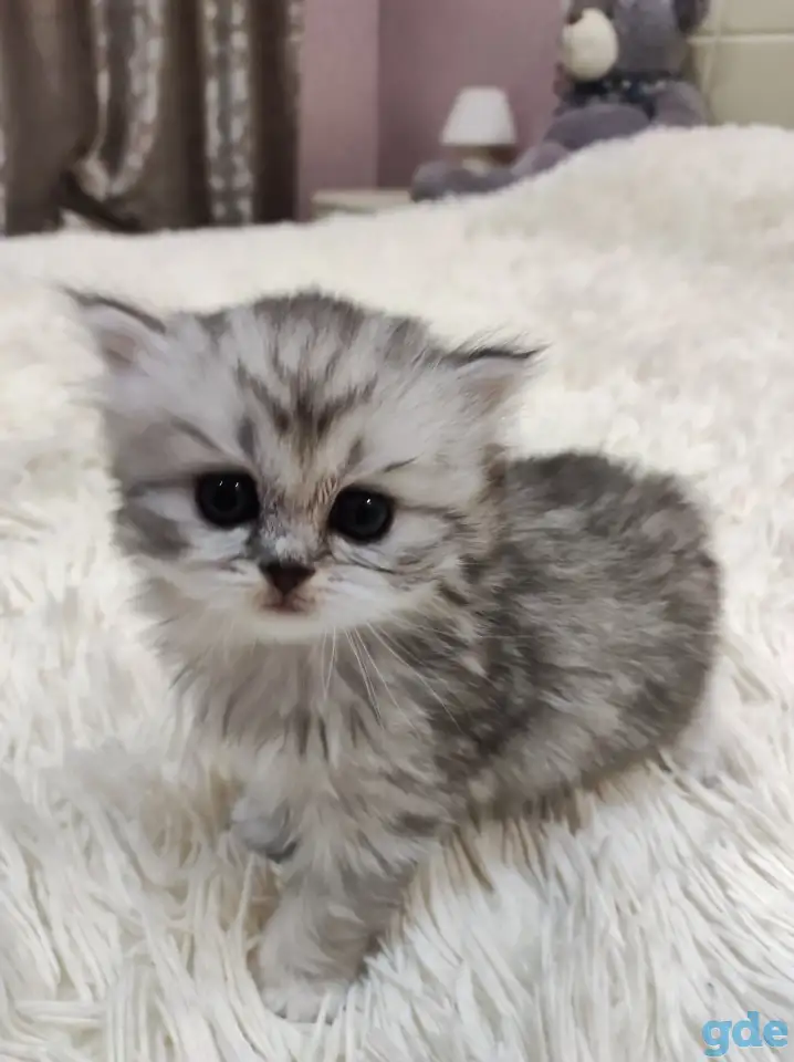 Шотландские плюшевые котята, фотография 6