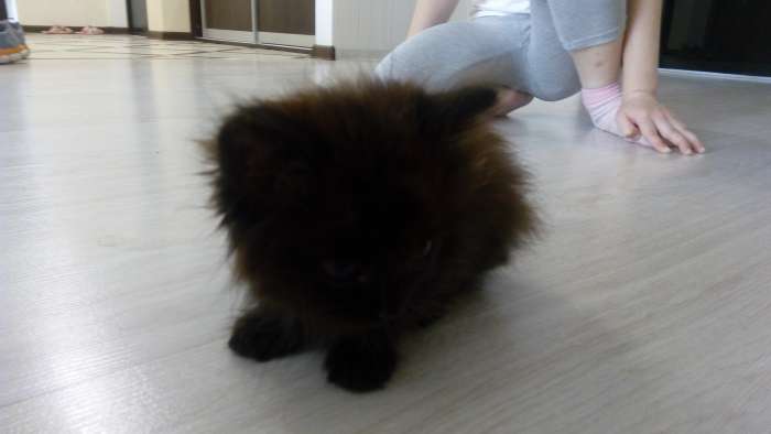 отдам котенка в хорошие руки, фотография 1