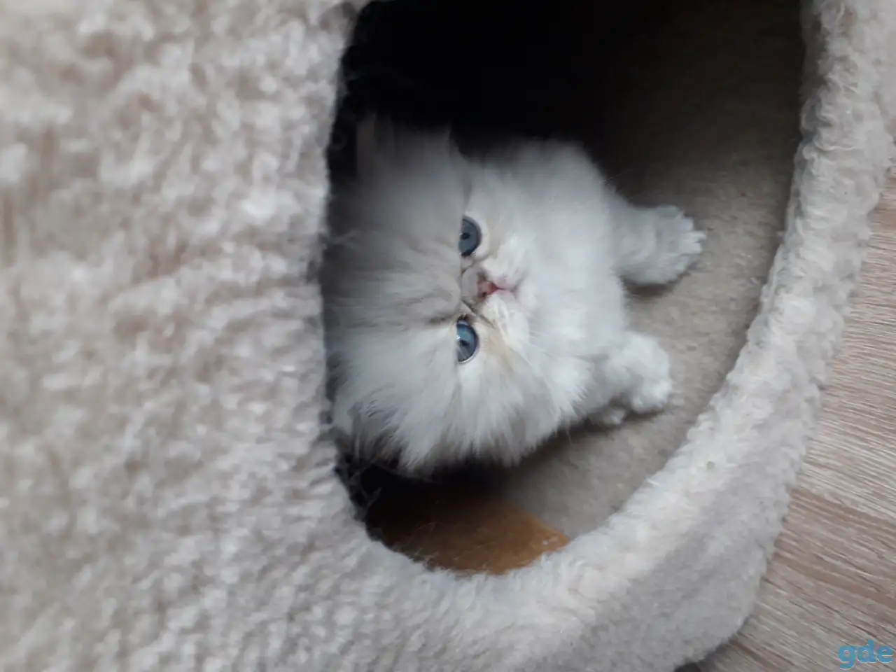 Продажа персидских котят, фотография 2