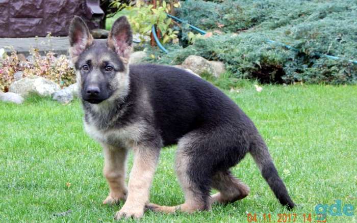 Щенок немецкой овчарки без родословной, фотография 5