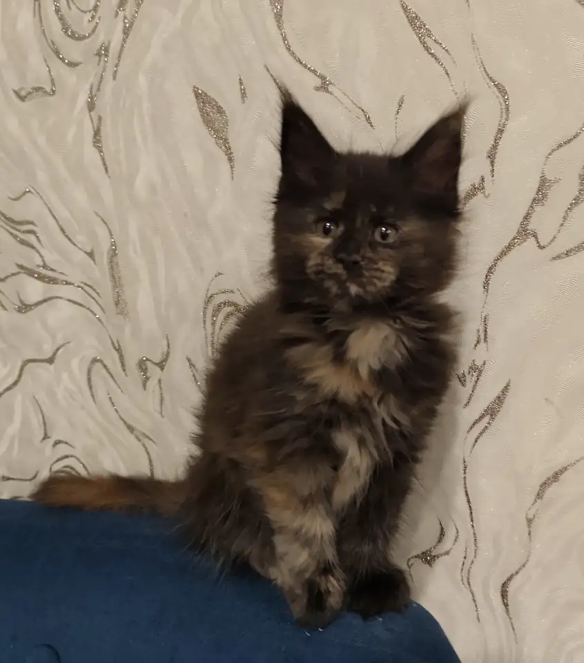 Котятa Мейн Куны из серцифицированного питомника, фотография 2