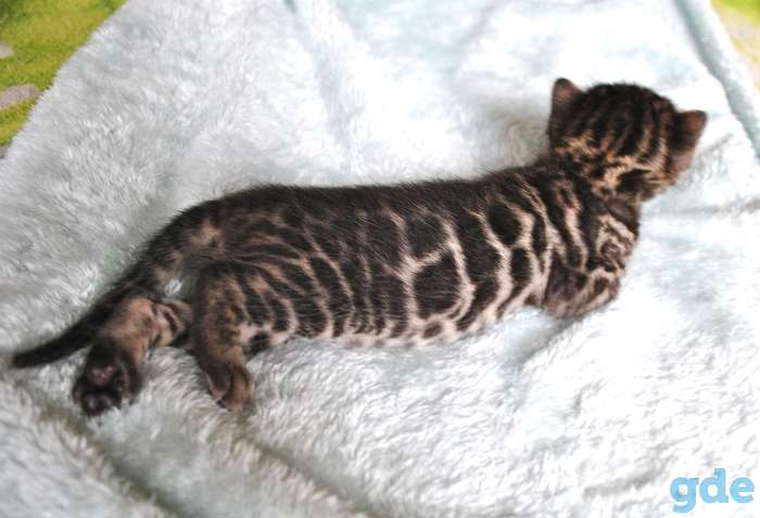 Бенгальские котята, фотография 6