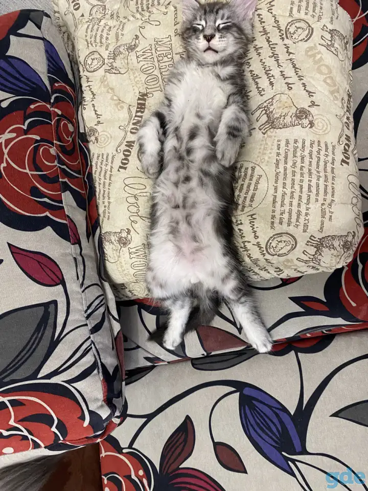 Котенок мейн кун, фотография 4