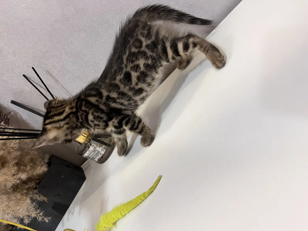 Бенгальские котята, фотография 9