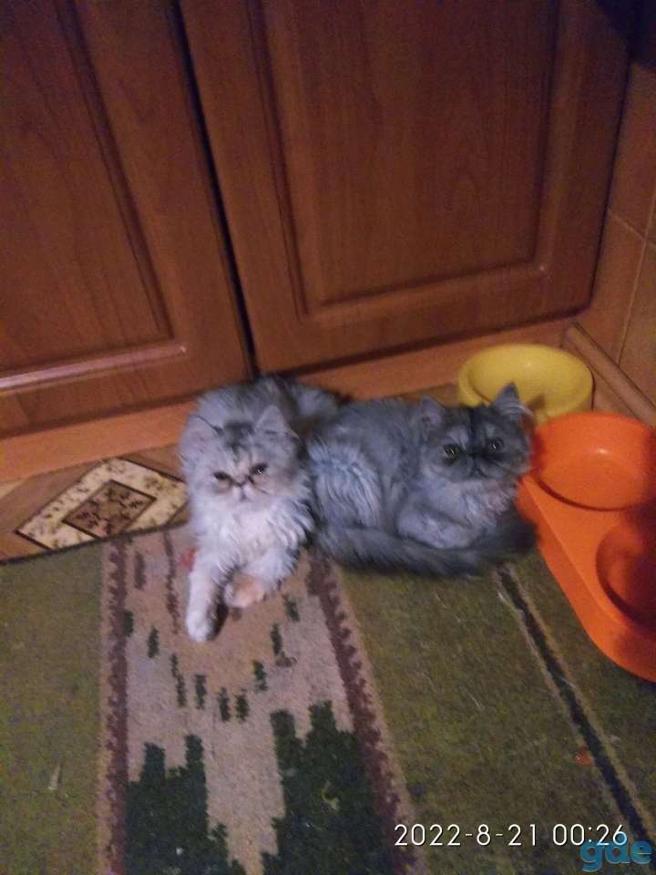 Персидские котята экстремального типа чистокровные.Персы.Котята., фотография 17