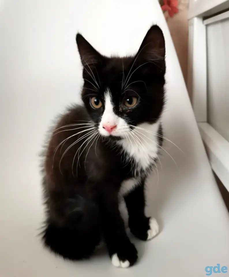 отдам котят, фотография 5