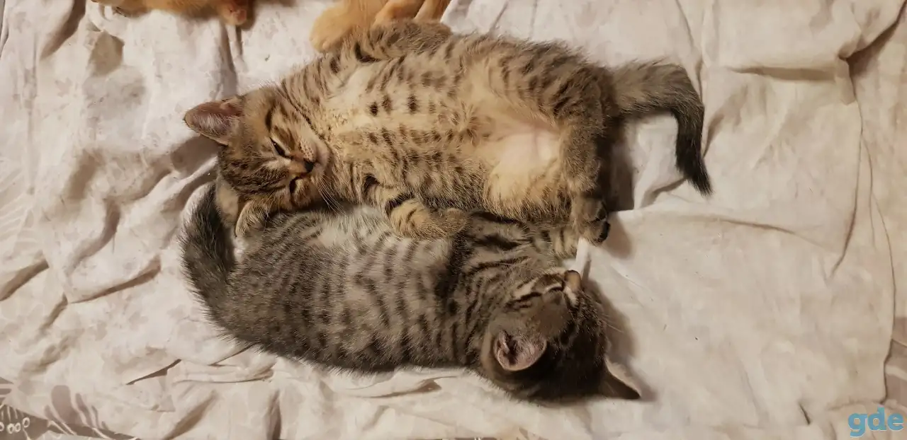 Котята шотландской прямоухой, фотография 7