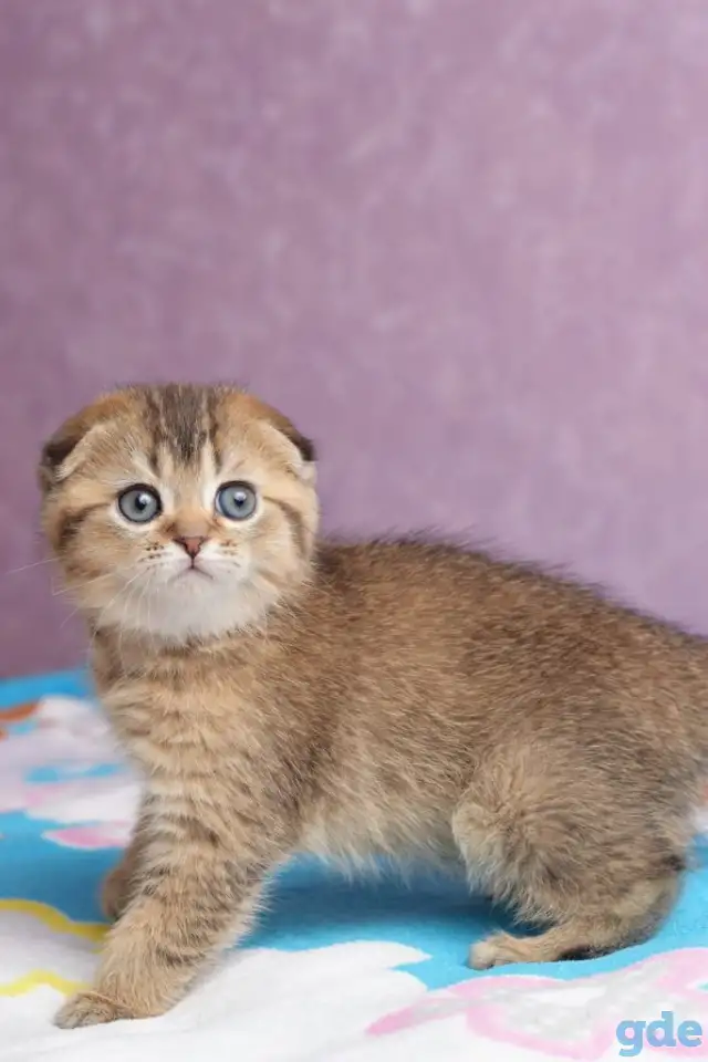 Котята шотландские ЗОЛОТАЯ ШИНШИЛЛА, фотография 6