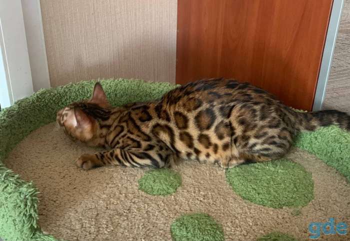 Бенгальские котята, фотография 6