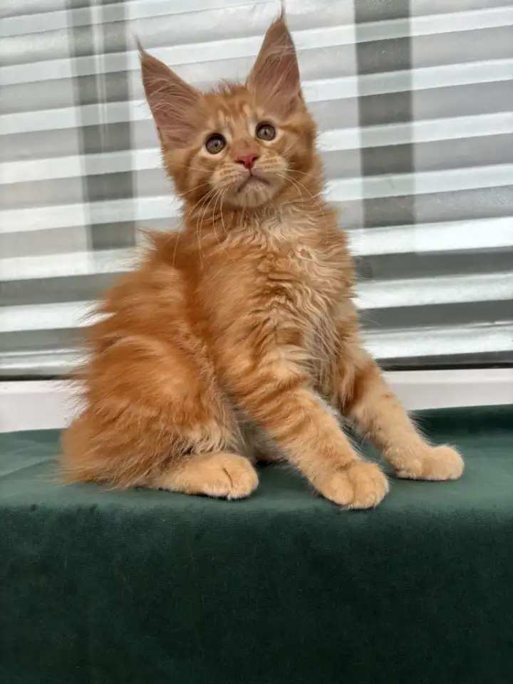 Котенок мейн кун, фотография 2