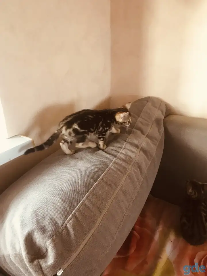 Бенгальские котята, фотография 4