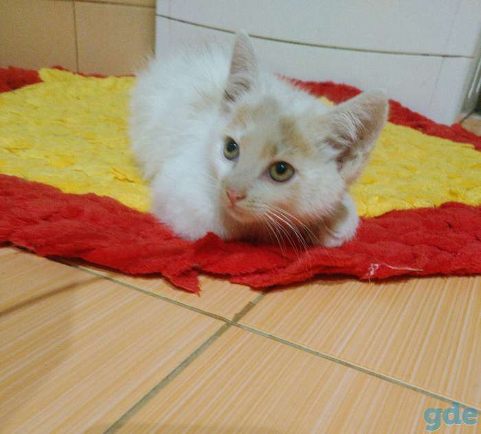 Котята, фотография 4
