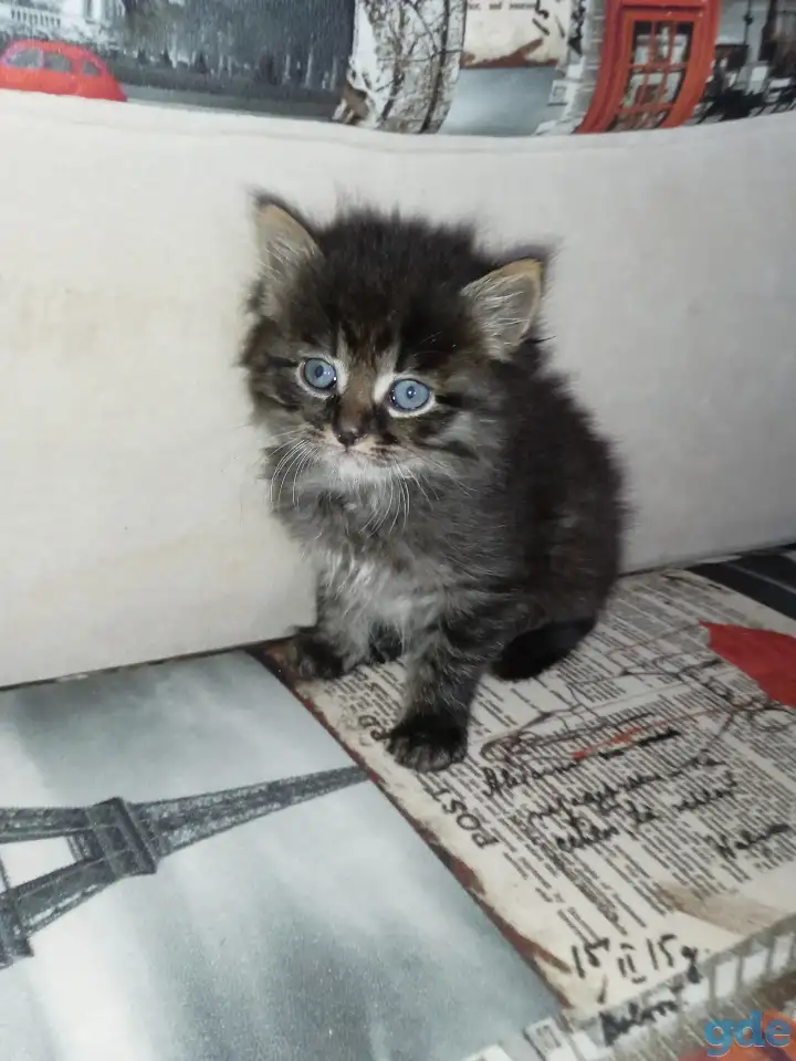 Отдаю котят в добрые ручки.Возраст 2 месяца (не породистые), фотография 3