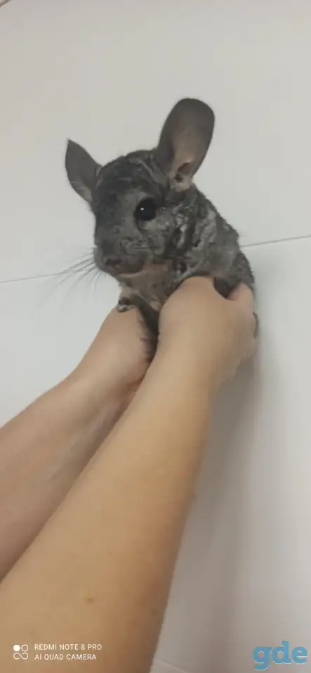 Шиншилла., фотография 1