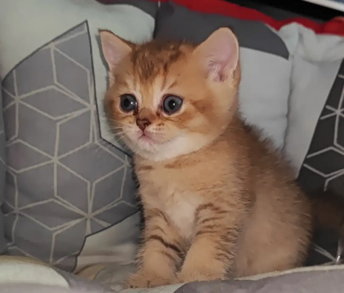 Шотландские котята, фотография 3