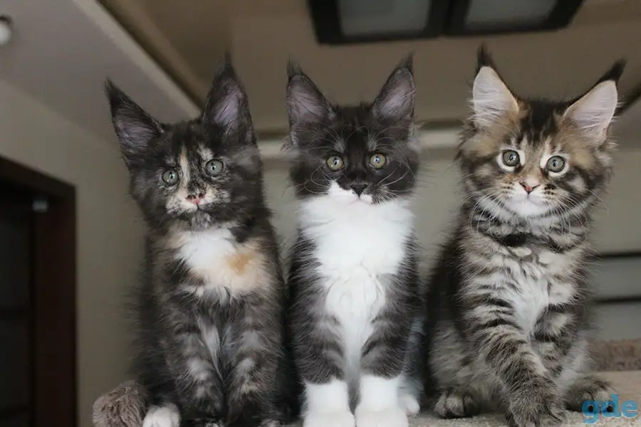 Мейн кун котята!, фотография 4