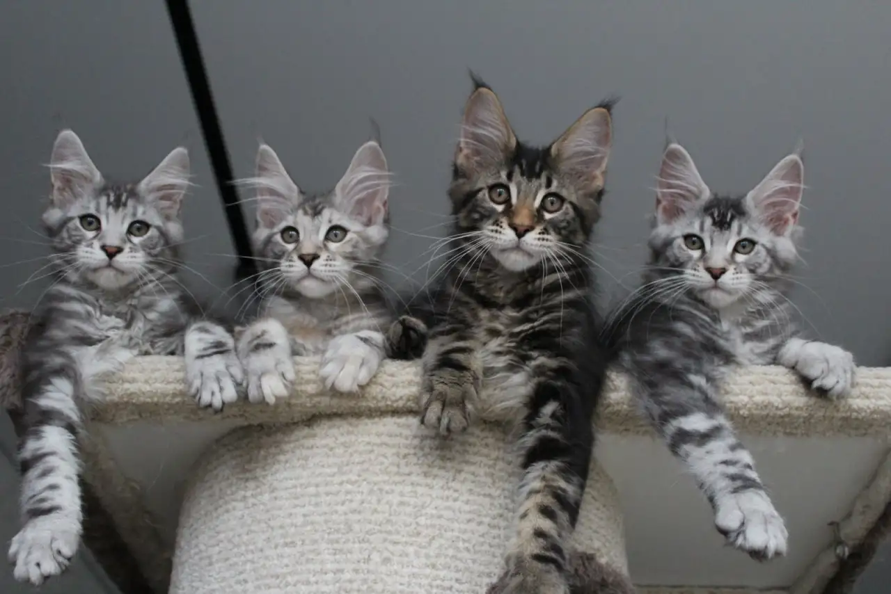 Котята мейн кун!, фотография 2