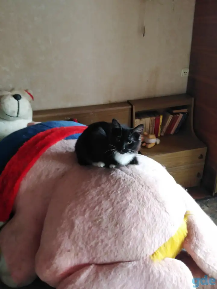 Дарю котят., фотография 2