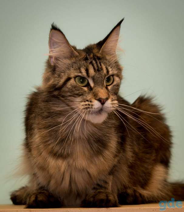 Котёнок мейн кун, фотография 6