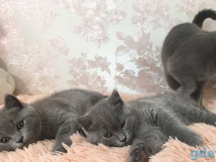 Продам 2 девочки британки возраст, фотография 3