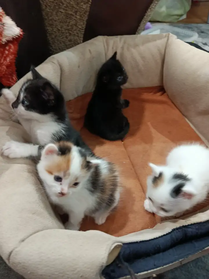 Котята в дар, фотография 6