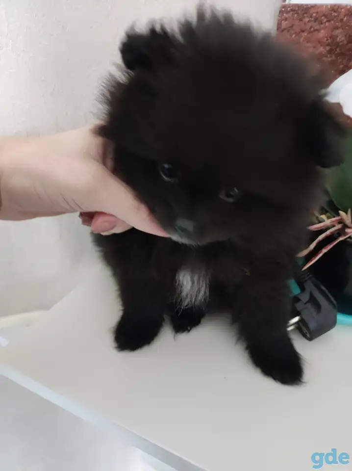 Щенок шпиц, фотография 2