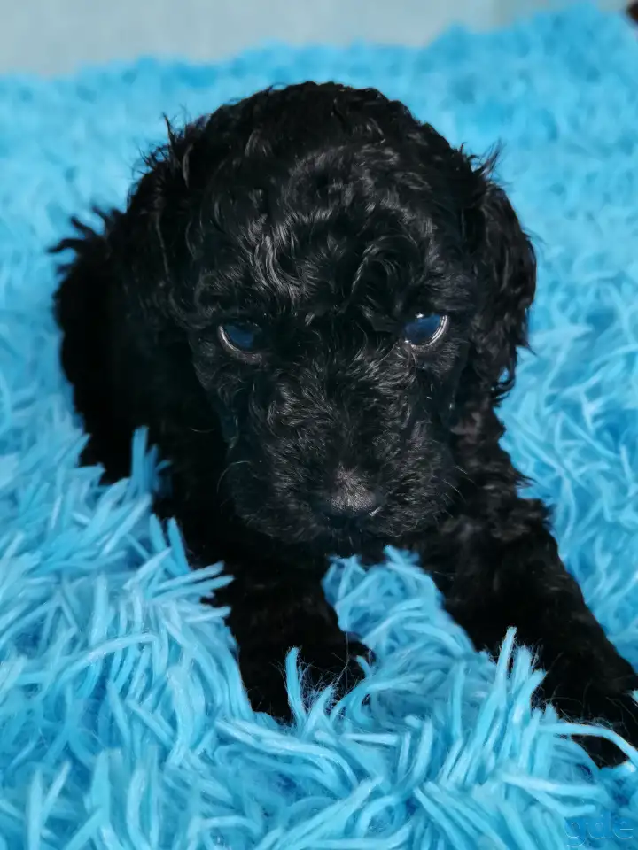 Той Пудель, фотография 2