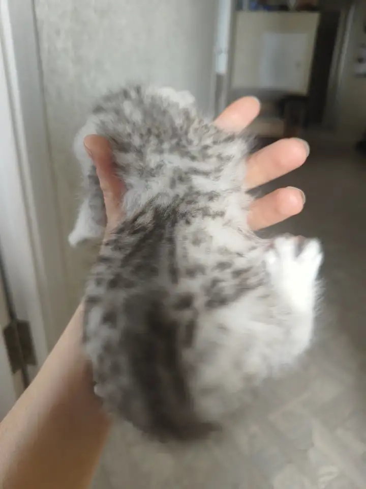 Шотландские котята, фотография 5