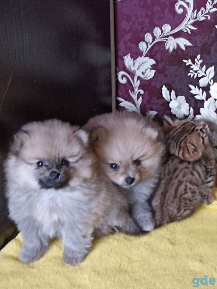 Продам померанских шпицов, фотография 2