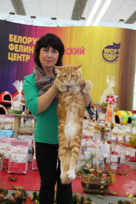Мейн-Кун по семейным обстоятельствам, фотография 1