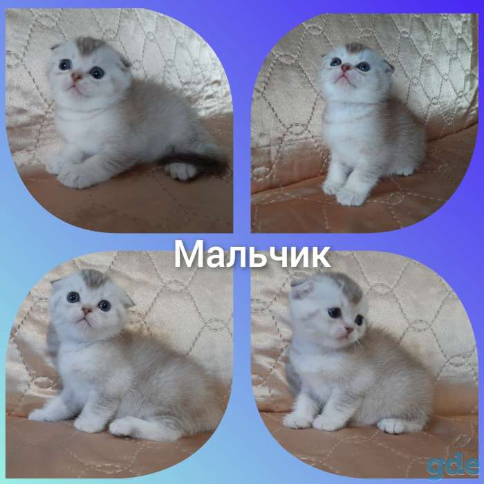 Шотландские котята, фотография 1