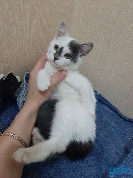 Котенок ищет дом, фотография 2