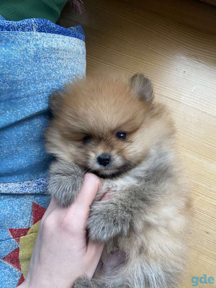 Шпиц мальчик, фотография 2