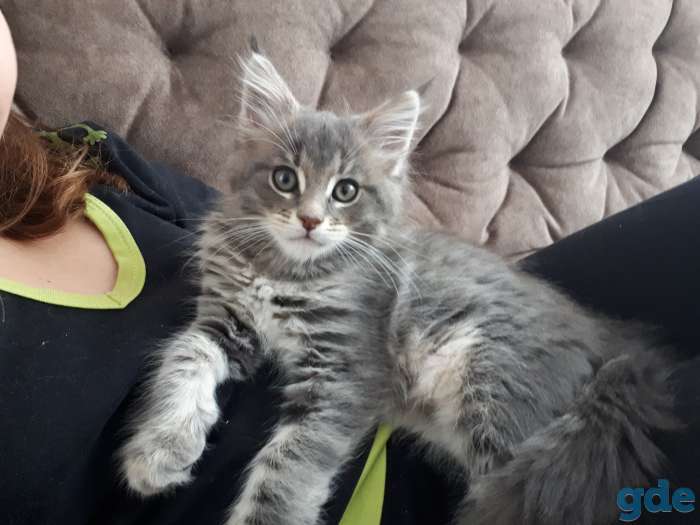 Котята мейн-кун 3 месяца, фотография 5