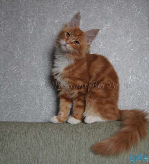 Котята мейн кун, фотография 2